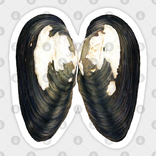 Thick Shelled River Mussel (Unio crassus) Sticker by illucalliart